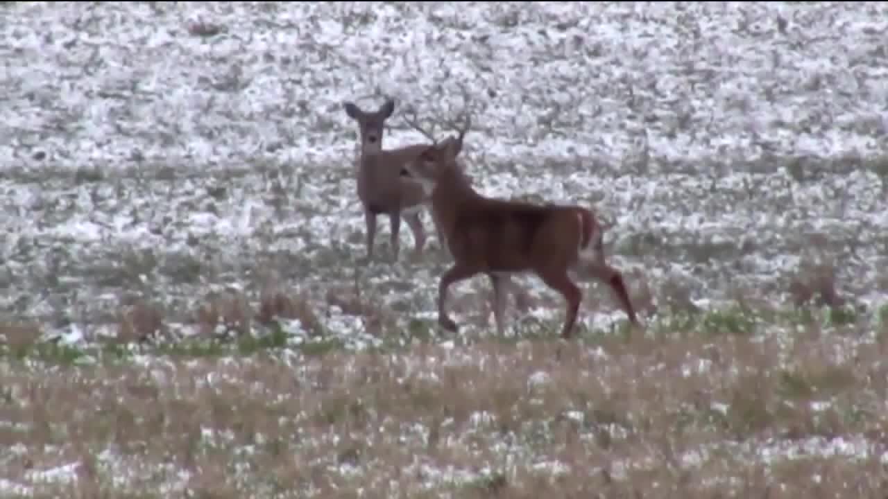 Wisconsin deer hunting licenses, outofstate fee increase signed