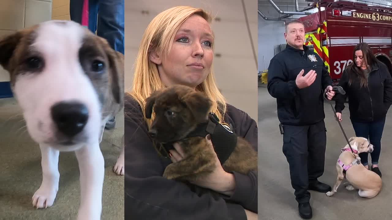 Western Lakes plane crash, dogs adopted by first responders TrendRadars