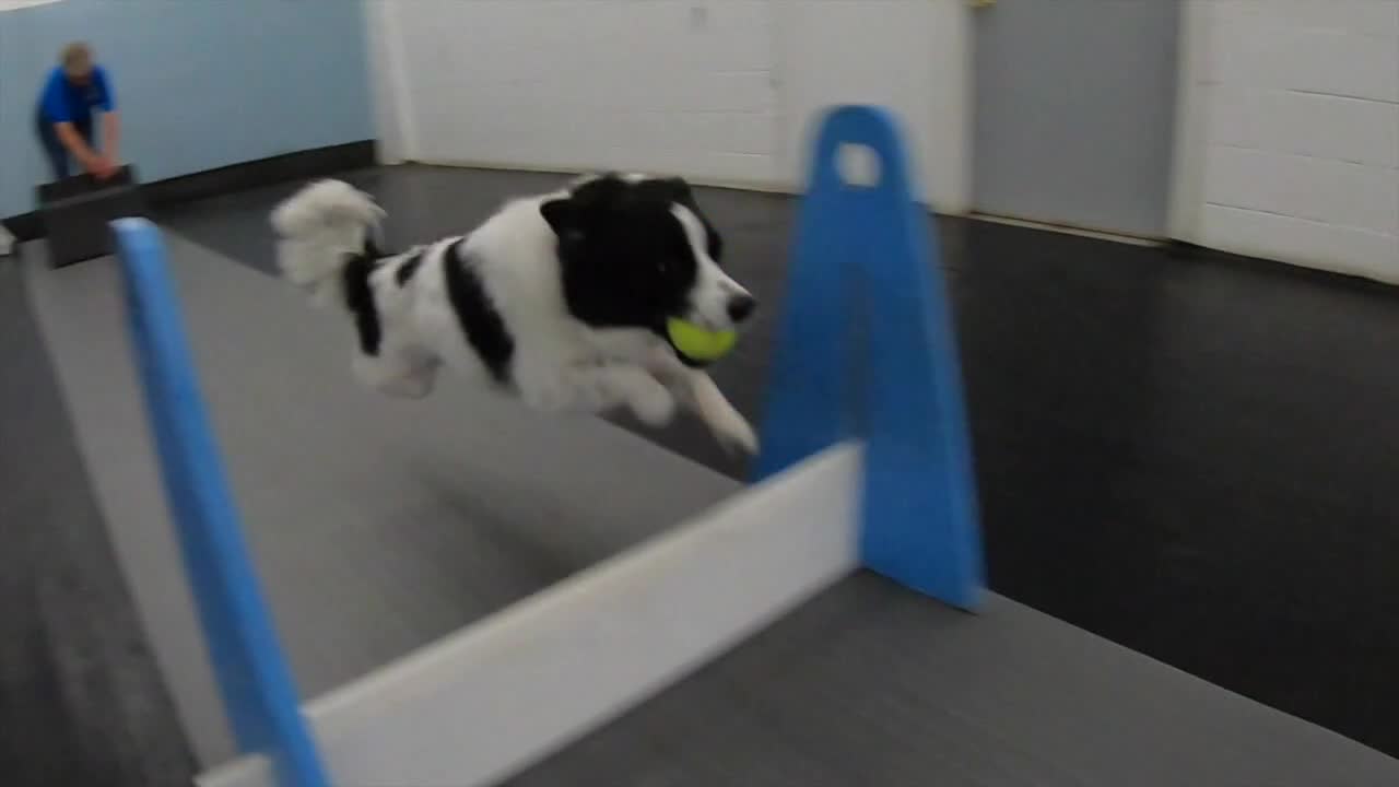 Flyball popularity growing, dogs compete in Milwaukee