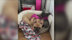 French bulldogs stolen from Milwaukee home: 'They’re my babies'