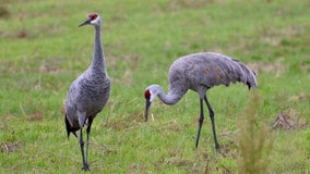 Wisconsin's sandhill cranes migrate south; success story in state