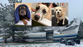 Plane crash lands, some dogs ready for adoption