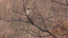 DNR talks gun deer hunt season, safety reminders; 'be visible at all times'