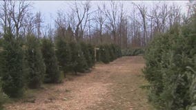 Christmas tree shopping in Mequon at Trees for Less