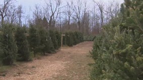 Christmas tree hunt; Mequon nursery helps create family traditions