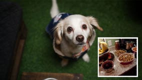 What foods are safe for pets to eat during holidays?