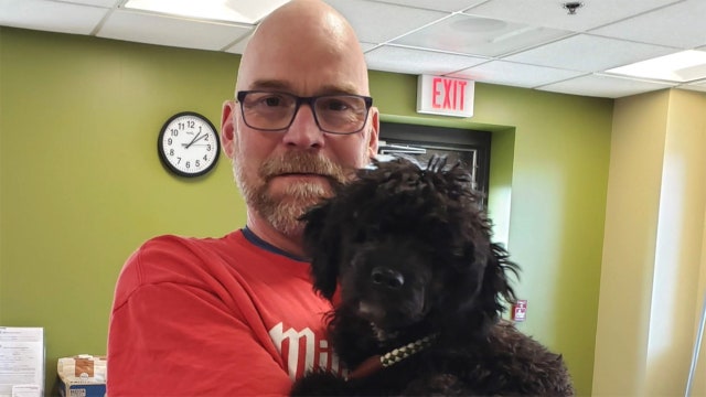 Dog electrocuted by Milwaukee pole, owner says: 'I'm freaking out'