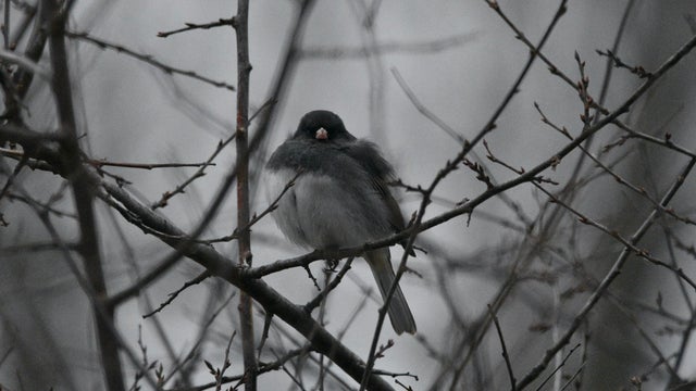 'Snowbird' returns to Wisconsin; common this time of year