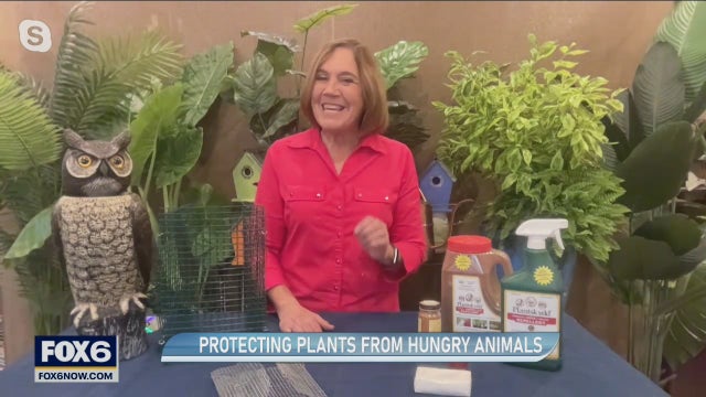 Protecting your plants from hungry animals
