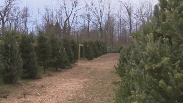 Christmas tree hunt; Mequon nursery helps create family traditions
