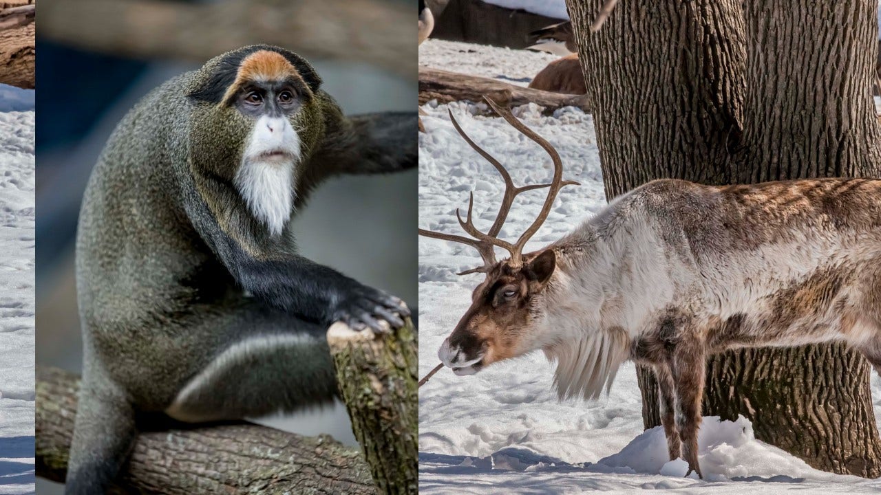 Milwaukee County Zoo: Free entry during Frosty Free Week - Vimarsana News