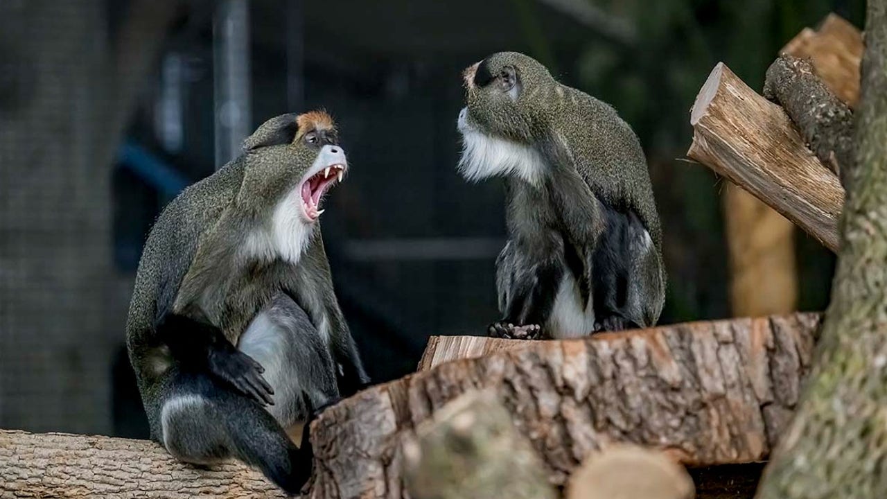 Milwaukee County Zoo; DeBrazza’s monkeys added to population - TrendRadars