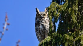 Wisconsin owls in winter; prime time for watching, they need your help