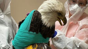 Franklin injured bald eagle dies; suspected gunshot