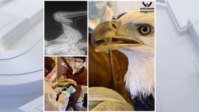 Bald eagle injured, Wisconsin Humane Society treating