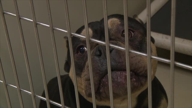 112 animals rescued from Milwaukee home; 'every animal under the sun'