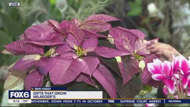 Milaeger’s in Racine; food themed ornaments