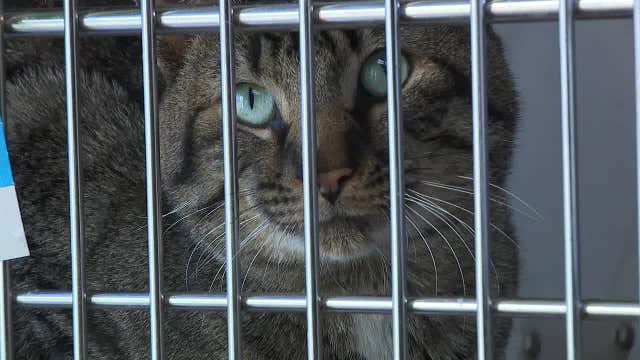 MADACC 'adoptions are down' ahead of the holidays