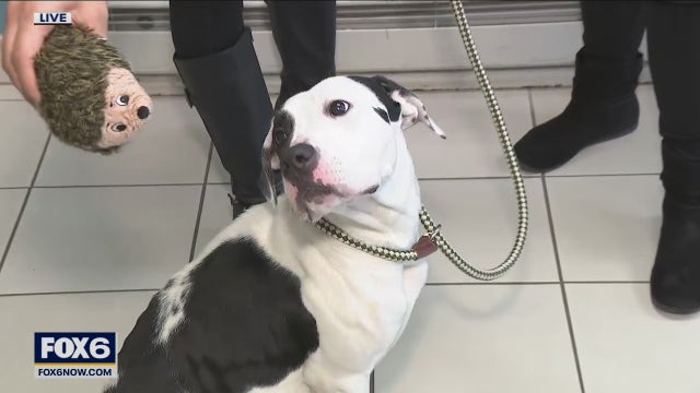 Overpopulation at MADACC: Pets in search of forever homes