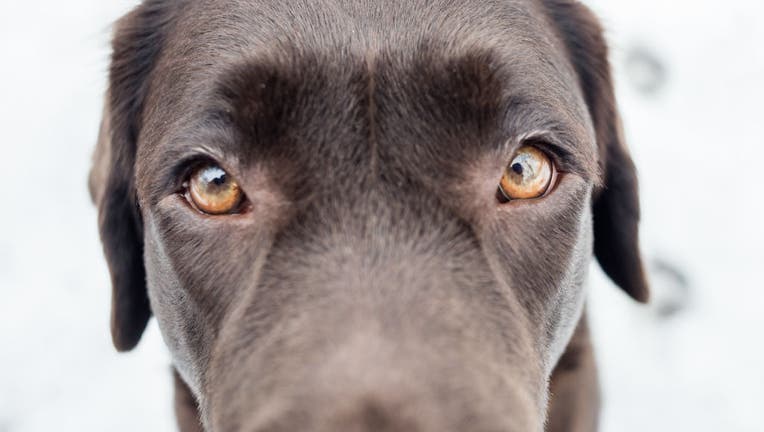 Therapy dog session with Developmental Disabilities