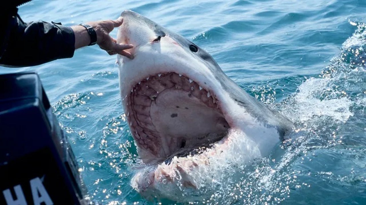 great white shark bite marks