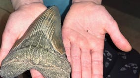 Maryland girl finds Megalodon tooth along Calvert County beach