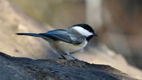 Black-capped chickadee's spring song rings on year's coldest day