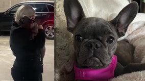 Milwaukee woman's French bulldog, stolen weeks ago, home safe