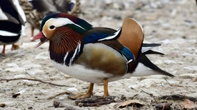 Mandarin duck spotted at Milwaukee's South Shore Park