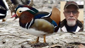 South Shore Park Mandarin duck photographer robbed
