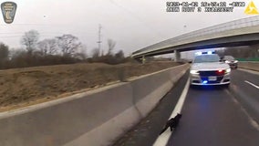 Video: Cat trapped on Ohio interstate rescued by state trooper, good Samaritan
