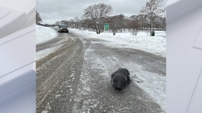 Seal repeatedly wanders out of ocean to explore snowy Maine town