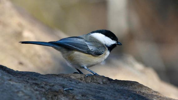 Black-capped chickadee's spring song rings on year's coldest day
