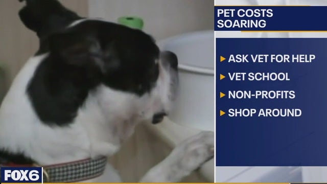 Pet insurance; vets costs are up 10 percent