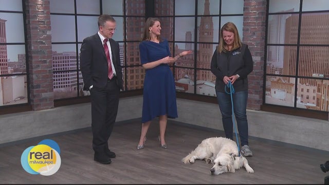 New puppy training tips
