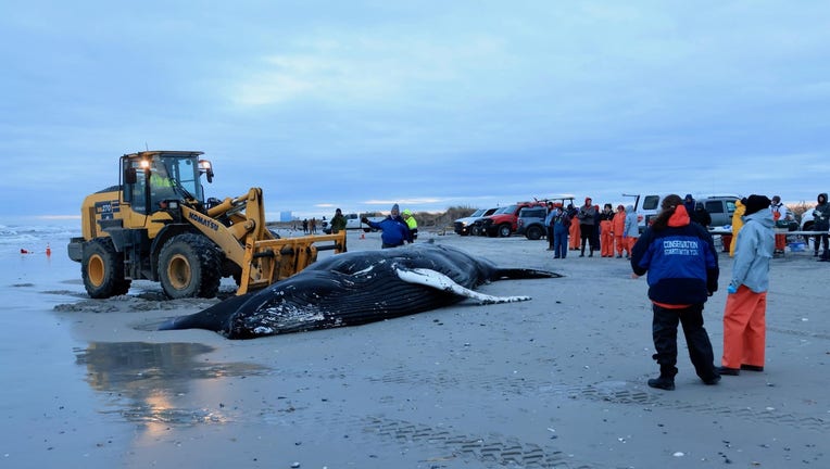 Dead humpback whale in New Jersey