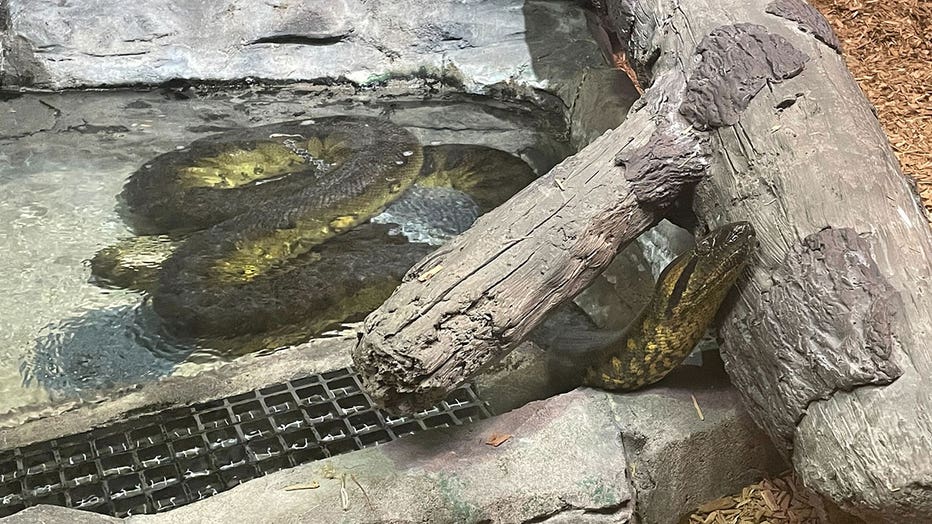 Anaconda : The biggest Snake – Apps no Google Play