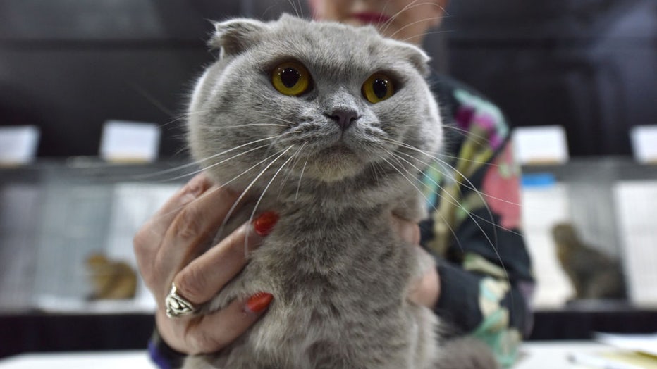 Scottish-Fold-cat.jpg