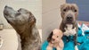 ‘A best friend just like him’: One-eared shelter dog tears ear off his favorite stuffed toy