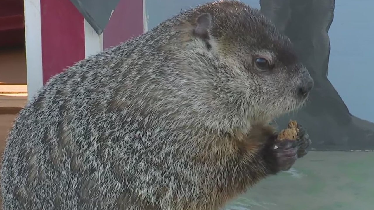 Groundhog Gordy sees shadow; 6 more weeks of winter for Milwaukee
