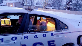 Pig who ‘looked cold’ gets lift from Alaska officers