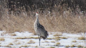 Wisconsin Sandhill crane sightings increase, true sign of spring