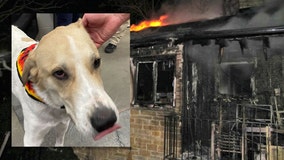 Brookfield fire: Dog saves owners, students' donation helps save dog