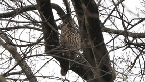 Flaco, escaped owl from Central Park Zoo, still on the loose and hunting on his own