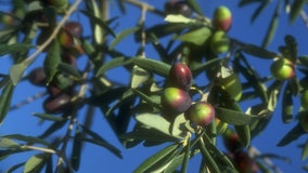 Olive oil prices climbing after heat, drought in Europe leads to poor harvest, shortage