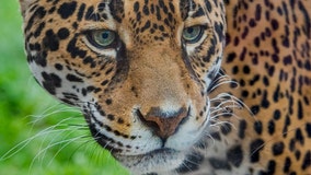 Milwaukee County Zoo jaguar death announced; humanely euthanized