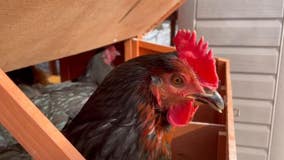 Waukesha backyard chicken ordinance ruffles feathers