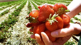 Strawberry outlook deemed ‘promising’ despite impacts from hurricanes, atmospheric rivers