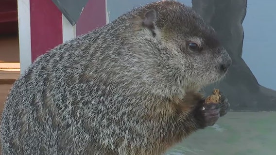 Milwaukee County Zoo groundhog euthanized; fluid in chest