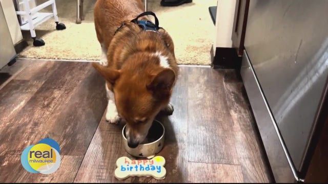 Pet-friendly party spots